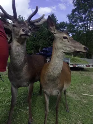 two deer standing next to each other in a field at Guest House Kveder in Škofja Loka