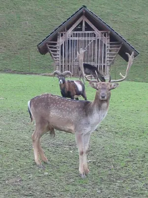 three deer standing in a field with a bird feeder at Guest House Kveder in Škofja Loka