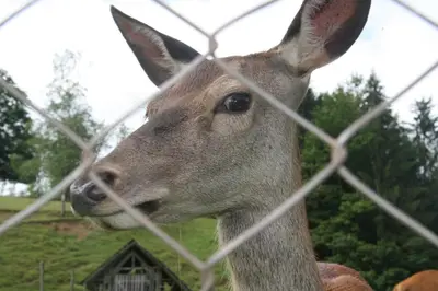a deer is looking through a fence at Guest House Kveder in Škofja Loka
