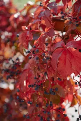 a bunch of red leaves and berries on a tree at Apartments Pri Adamsovih in Čatež ob Savi