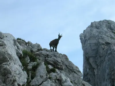 a goat standing on top of a rocky mountain at Apartment Kenda in Bovec