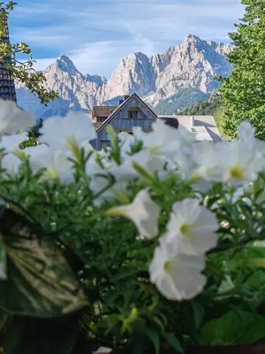 a bush with white flowers with mountains in the background at Apartments & Rooms Smučka in Kranjska Gora