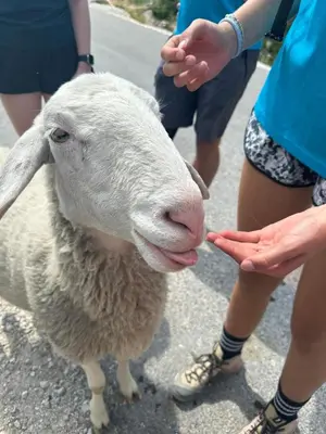 a person feeding a sheep with their hands at Apartment Simona in Kranjska Gora