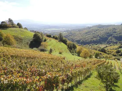 a view of a vineyard in the hills at Vineyard Cottage Janko & Metka in Otočec
