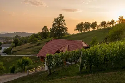 a house on a hill next to a vineyard at Vineyard Cottage Krivic in Trebelno