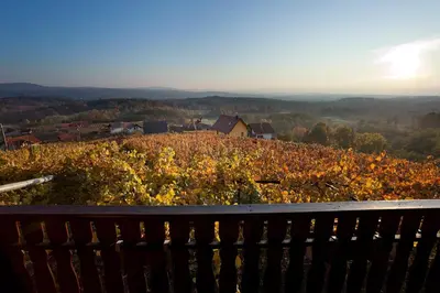 a view of a vineyard with a house on a hill at Vineyard Cottage Brodaric in Metlika