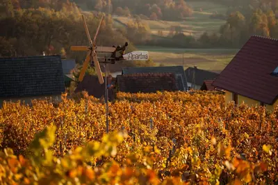 a small plane flying over a field of flowers at Vineyard Cottage Brodaric in Metlika