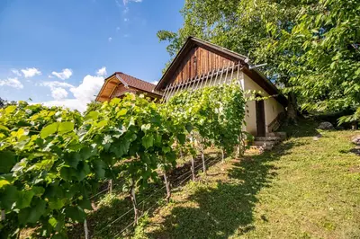 a bunch of vines in front of a building at Vineyard Cottage Pod Piramido in Dobrnič