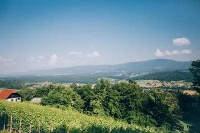 a view of a vineyard with a house on a hill at Vineyard Cottage Rataj 1 in Novo Mesto