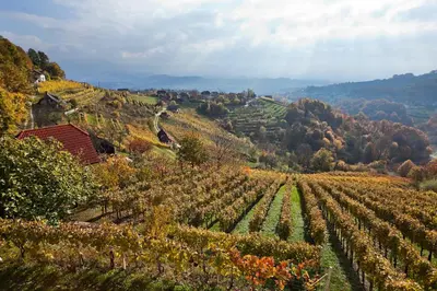 a view of a vineyard in a hillside at Vineyard Cottage Ucman in Otočec