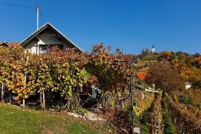 a house on a hill with a bunch of vines at Vineyard Cottage Vercek in Novo Mesto