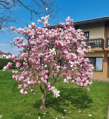a pink magnolia tree in front of a house at Apartments AD Radenci in Radenci