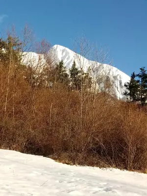 a snow covered mountain in the background with trees and bushes at Apartment Rakušček in Kobarid