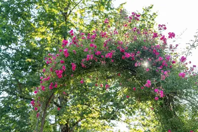 a bunch of pink flowers hanging from a tree at Holiday Home Pri Srni in Bohinj