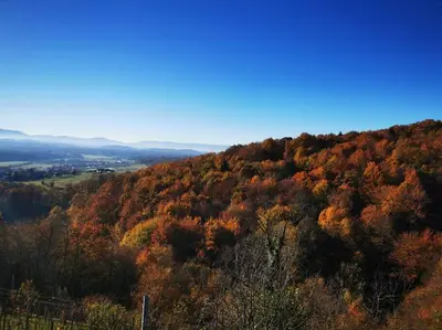 a hill covered in trees in the fall at Hiška sončni hrib. in Novo Mesto