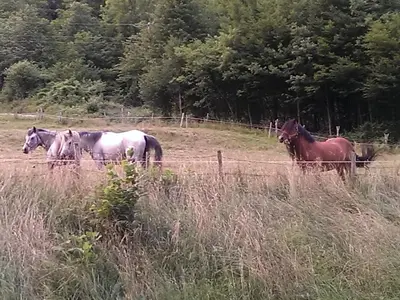a group of horses standing in a field at Chalet and Apartment Žonir with SAUNA in Kobarid