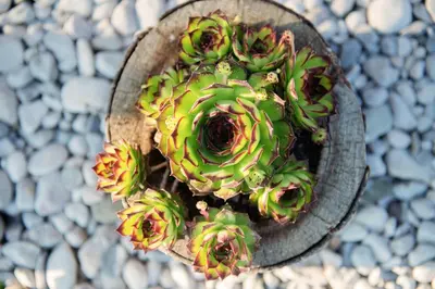 a potted succulent plant in a wooden pot at Apartment Bon in Kobarid