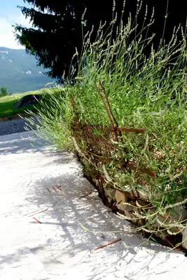 a patch of tall grass on the side of a road at Apartments Leni in Postojna