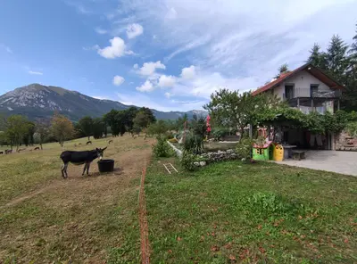 a cow standing in a field next to a house at Apartments Leni in Postojna