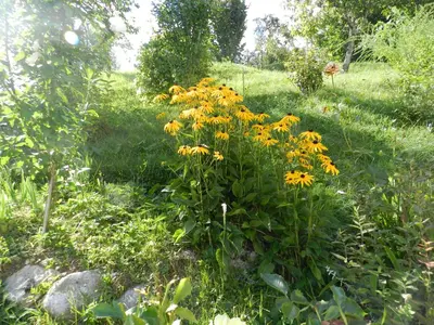 a bunch of yellow flowers in a garden at Apartments Dvor in Bovec