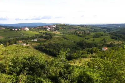 an aerial view of a vineyard in the hills at Boutique Hotel Dvor in Dobrovo