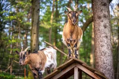 two goats standing on top of a roof at Stara sončna hiša in Radovljica