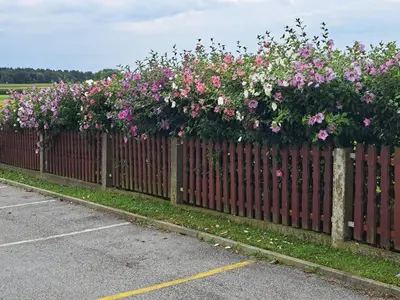 a wooden fence with flowers on top of it at Guesthouse Živko in Dobrovce