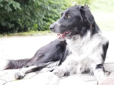 a black and white dog laying on the ground at Guest House Bitter in Braslovče