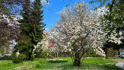 a tree with white flowers on it in a park at Pipa’s Place - Stylish garden prime location apt in Ljubljana