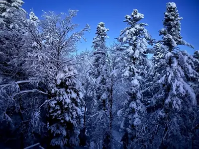 a group of trees covered in snow at SkiCity Apartment Pohorje Bellevue in Pohorje