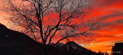 a tree with a red sky in the background at Idyllic Retreat Next to an Elven Forest in Gozd Martuljek