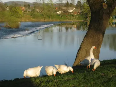 four ducks standing next to a tree next to a river at Fortun Estate - apartmaji ob reki Kolpi in Metlika