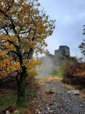 a tree on a gravel road with a castle in the background at Lukova hiša- Luka's house in Vipava