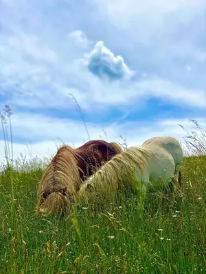 two dogs laying in the grass in a field at Gracarjeva domačija in Mišji Dol