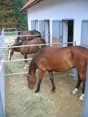 a group of horses eating hay in a pen at Apartment Sever in Idrija