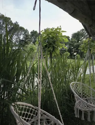 a basket swing in a garden with plants at Apartma in wellness Čista fantazija in Velika Polana