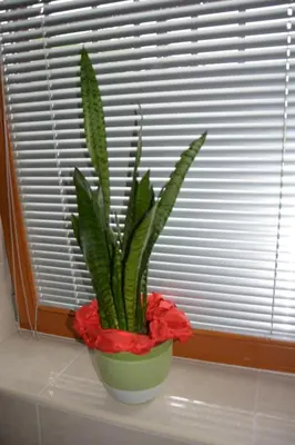 a green potted plant sitting on a window sill at Apartmaji Kobal in Zoll
