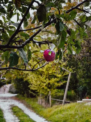 a red apple hanging from the branch of a tree at Hay barn unique experience Visole in Slovenska Bistrica