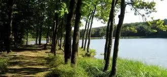 a forest of trees next to a body of water at Apartma Trobentica 15 in Moravske Toplice