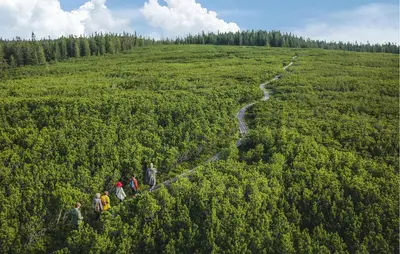 a group of people walking on a path through a forest at Awesome Apartment In Pohorje With Wifi in Pohorje