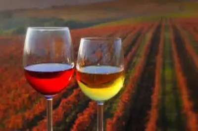 two glasses of wine in front of a field at Bela Luna - Charming Garden Cottage near Lake Bled in Bohinjska Bela