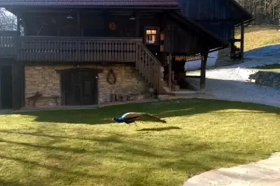 a bird standing in the grass in front of a building at Wooden love nest in Vransko