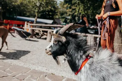 a goat standing next to a fence at DS Camping in Grgar