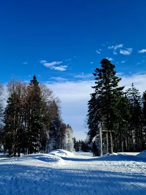 a snow covered field with trees and a blue sky at Foxi apartment, Pohorje in Pohorje