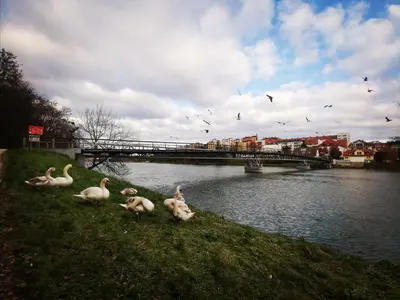 a group of ducks sitting on the grass next to a river at Apartment Lent in Maribor