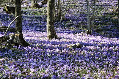 a field of purple flowers in the woods at Apartment Norma in Bovec