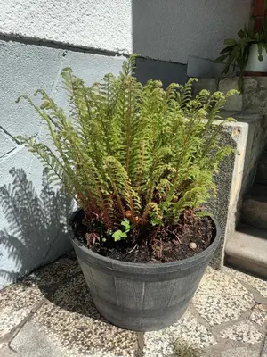 a plant in a pot sitting on the ground at The Cottage in Murska Sobota
