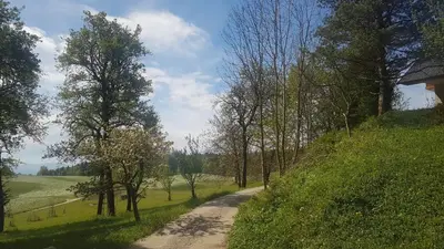a dirt road with trees on the side of a hill at LARCH HOUSE in Cerklje na Gorenjskem