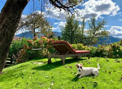 a dog sitting in the grass next to a bench at Traditional Slovenian house in Vransko