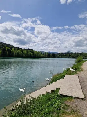 a group of ducks swimming in a lake at Suita beli Labod in Medvode